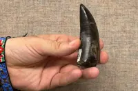 Tooth study shows T. Rex was warmblooded, with human-like temperature