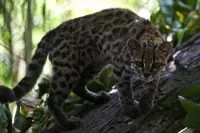 Tiny wild cat newly identified as a species draws curious visitors in Bolivia
