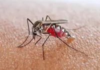 Australian vaccine platform targets emerging mosquito-borne disease threats