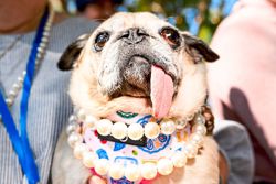 Jinny Lu, the world’s ugliest dog, proves that looks aren’t everything
