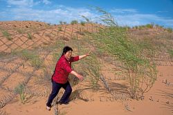 China’s 'Green Great Wall' tames desert growth, but the fight is not over