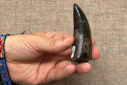 Tooth study shows T. Rex was warmblooded, with human-like temperature