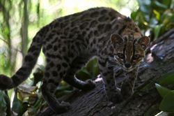 Tiny wild cat newly identified as a species draws curious visitors in Bolivia