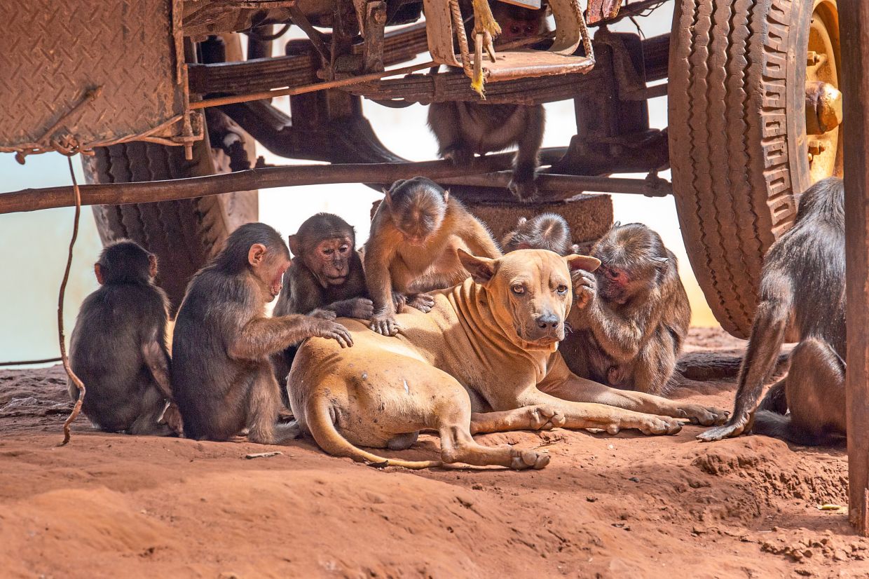 Stump-tailed macaques (Macaca arctoides) grooming a domestic dog at the Khao Tao Mo temple in Thailand. — Neil Challis via The New York Times