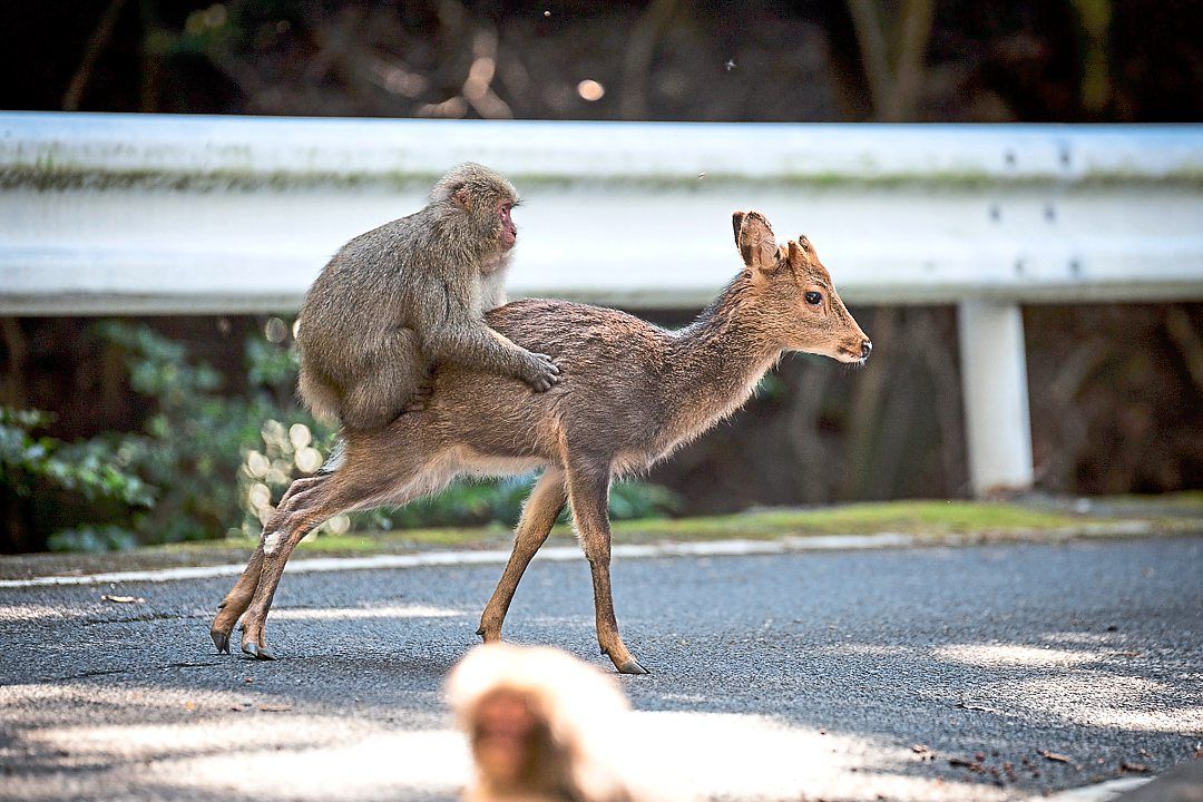 A Japanese macaque hitching a ride on the back of a sika deer in Yakushima, Japan. — Alexandre Bonnefoy and Cédric Sueur via The New York Times