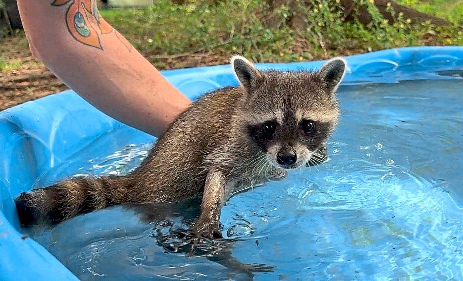 A volunteer helping a kit 'learn' how to swim.