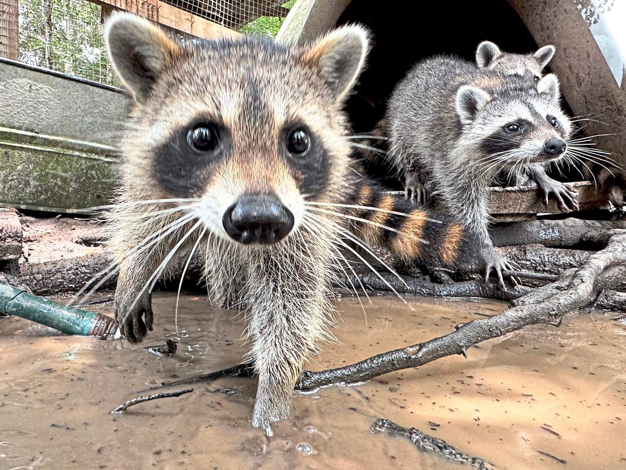 Raccoon kits that 'graduate' are released back into the forest.