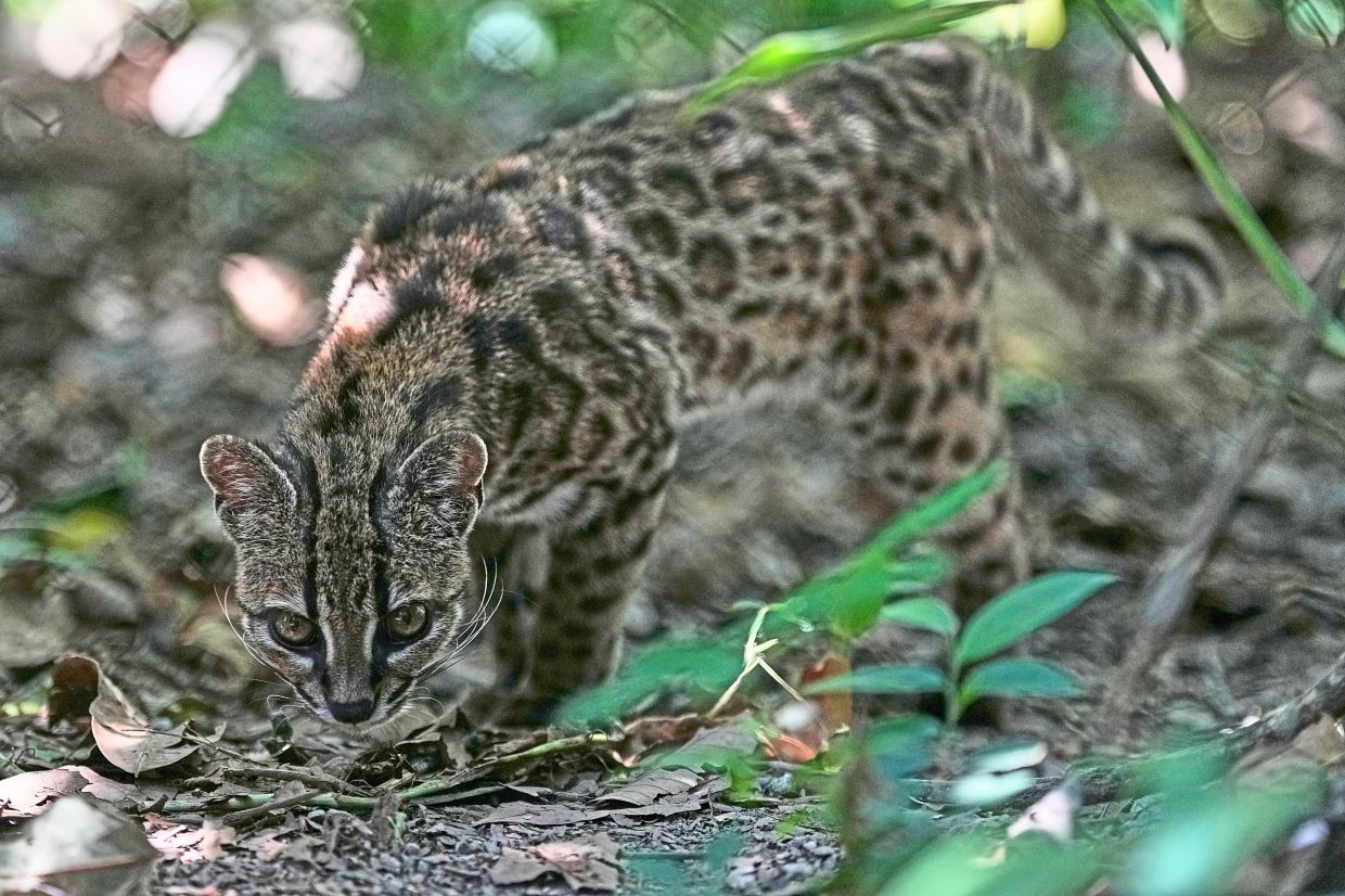 The cat's fur is light brown with irregularly shaped rosettes all over its body.
