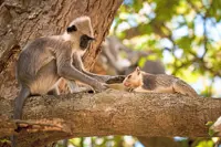When primates play pet parent