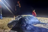 Third leatherback landing in T'ganu this month renews conservation hopes