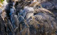 Feathers the new fur, but same cruelty? Fashion's ostrich plume use questioned