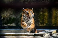 Orang Asli man killed in suspected tiger attack in Sg Siput