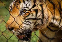 Sg Siput tiger attack: Perhilitan deploys personnel to investigate
