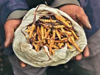 The dangerous hunt for yarsagumba is no longer paying off for Karnali’s collectors