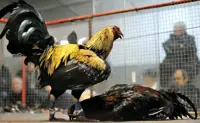 Philippine Embassy warns Filipinos in France over illegal cockfighting, gambling