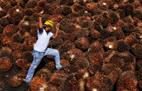 Crude palm oil prices to remain above RM4,700 per ton for rest of 2026, MPOC says