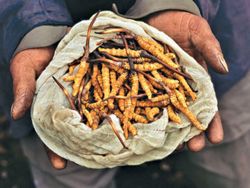 The dangerous hunt for yarsagumba is no longer paying off for Karnali’s collectors