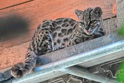 Say hello to the Tilcayo, the first new cat species identified in over a century