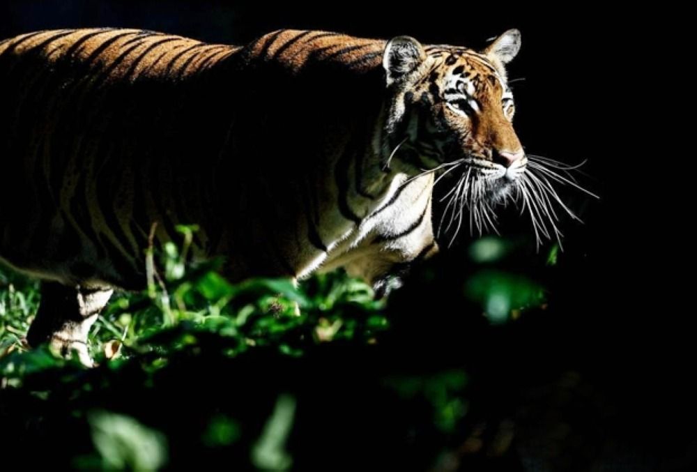 Dorfbewohner von Sungai Siput nach tödlichem Tigerangriff zur Wachsamkeit ...