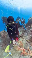Restoring Pulau Aur’s coral reef