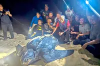 Leatherback landings yield 195 eggs