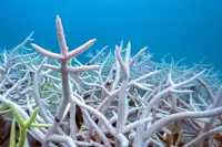 Countries still way behind on UN biodiversity targets, research shows