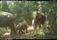 Nine-elephant herd captured on camera in the wild in Vietnam