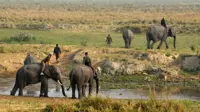 ‘Wake-up call to government’: Elephants in India disappearing at an alarming rate