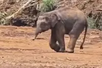 Elephant calf hurt by trap needs urgent help, say Sabah rangers