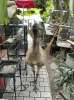 Emu briefly escapes from mobile zoo in western Japan, no injuries