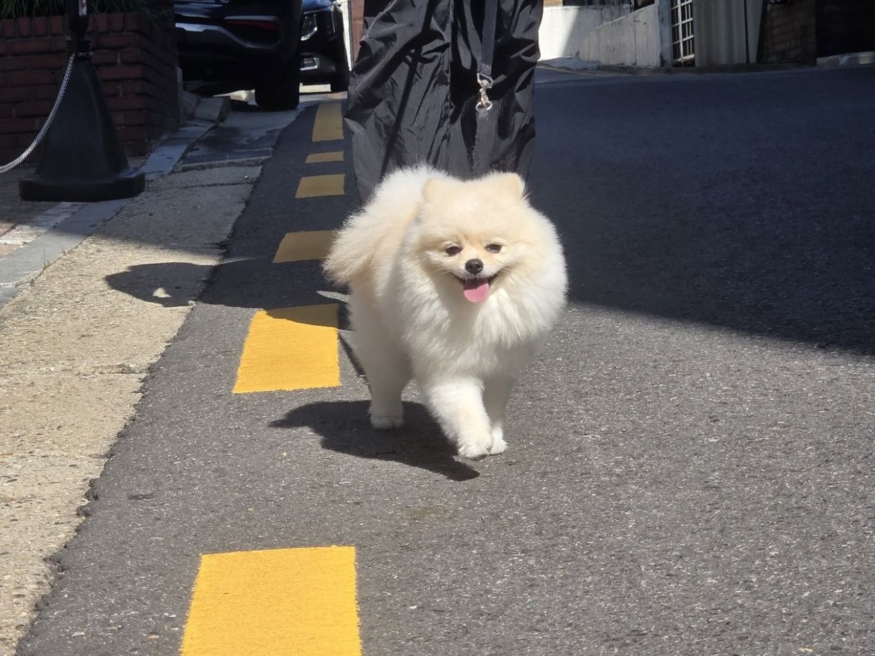 A Mungpa staffer takes one of the dogs for a walk on Monday. - Photo: The Korea Herald/ANN