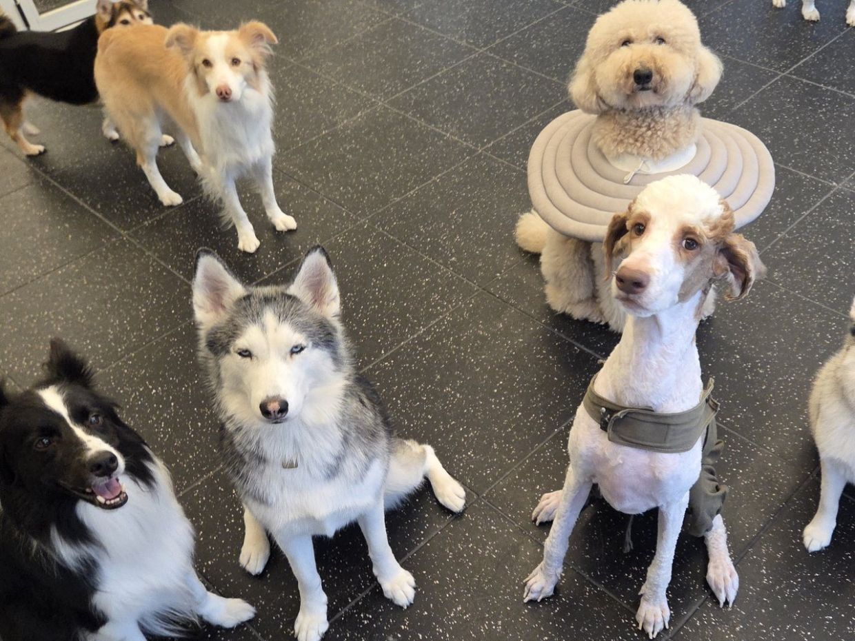 Large dogs are being taken care of at Mungpa on Monday in a space segregated from smaller dogs. - Photo: The Korea Herald/ANN