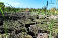 Experts: Climate risks call for corporate action