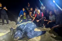 Leatherback return spurs tourism comeback
