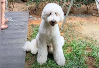 Man charged after dog died at Singapore grooming facility; it was allegedly left unattended