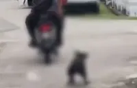 Penang DVS identifies two men seen dragging dog behind motorcycle