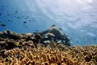 Coral reproduction study sheds light on reef recovery