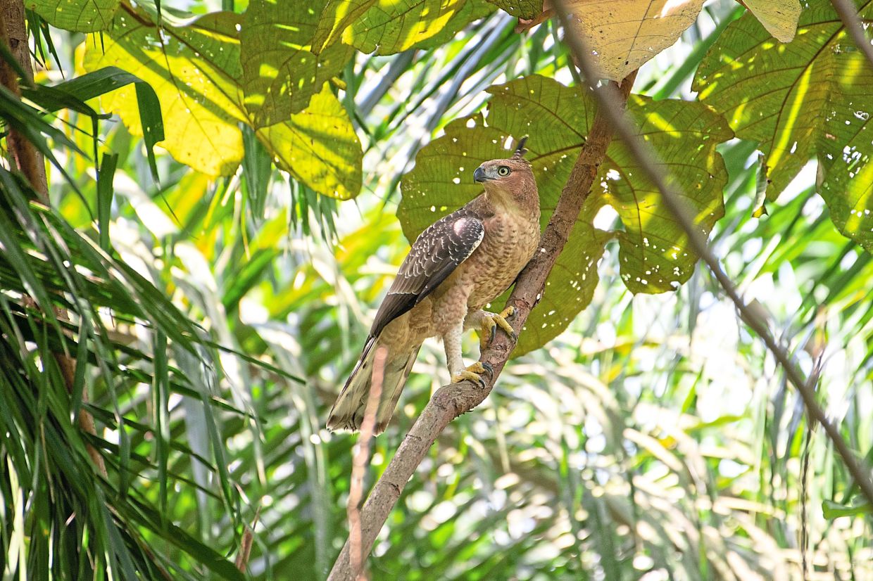 Among the species found at the Hamilton Biodiversity Park is Wallace's hawk-eagle. 