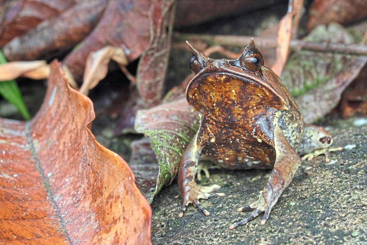 Malayan horn frog