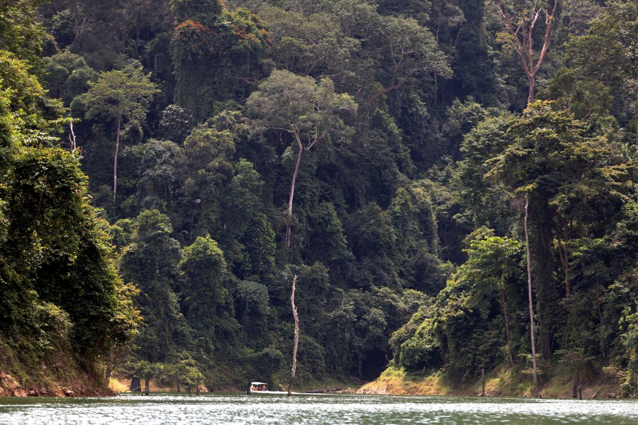 Malaysia’s tropicalrainforests are notjust carbon sinks.They are criticalglobal infrastructurethat regulateswatersheds, stabilisesrainfall andsafeguards cleanwater supplies.