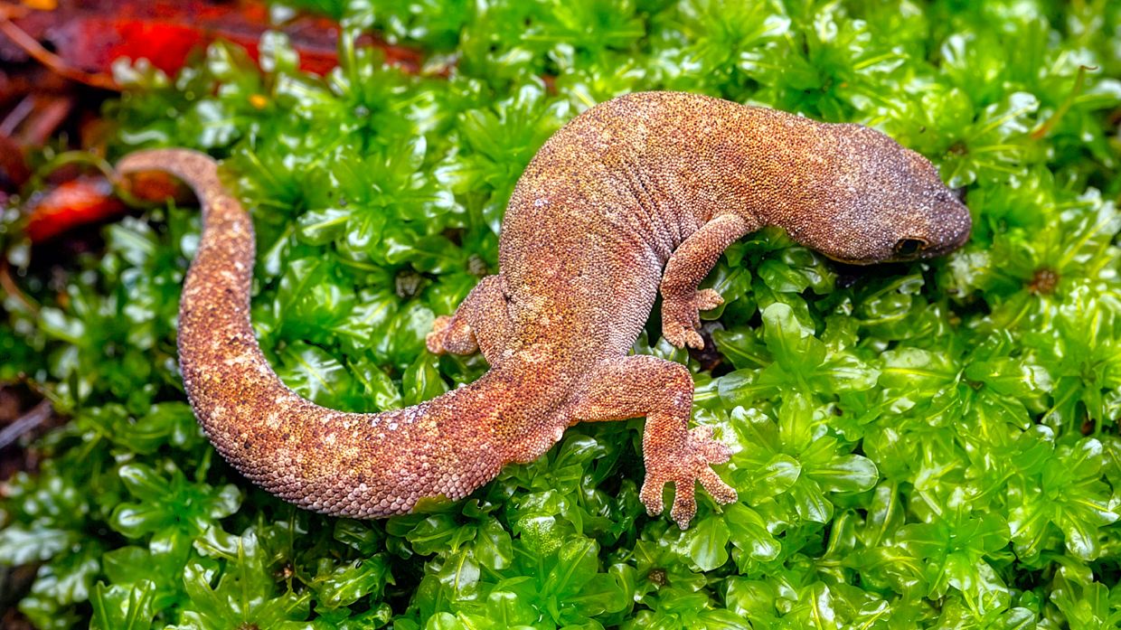 Ranau Mourning Gecko (Lepidodactylus ranauensis) from Kinabalu Park area. Photograph by Jamiun Michael.