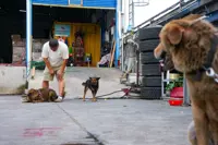 Hong Kong animal groups call for tighter pet laws after suspected fatal mauling
