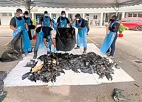 Klang council culls 6,000 crows until mid-September