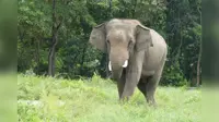 Wildlife edges closer as habitats shrink