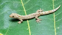 UMS scientists discover gecko species unknown to science in Sabah's Crocker Range
