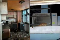 Singapore man jailed after abandoning 71 cats in flat for nearly two years, nine found dead