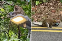 Singapore macaques turn roadside lampposts into their latest repair project