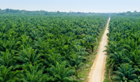 TSH Resources’ Indonesian unit fined RM42mil by forest enforcement task force