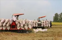 Vietnam eases regulations to boost rice exports 