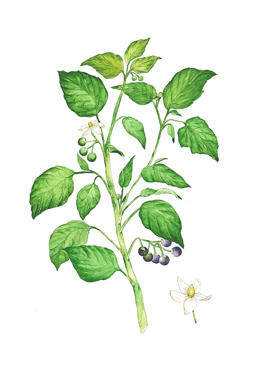 A close-up of one of Syarifah’s botanical illustrations. Her wider work also includes documenting edible plants. Photo: Forest Learning Centre